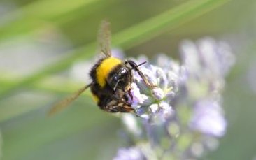 bombo...terrestris ?